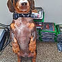 Sammy joined the competition — help win amazing prizes! dog, dachshund, pet, standing, collar, bone_pattern, carpet, indoor, game_cases, xbox, brown_fur, short_legs, cute, animal, companion, looking_up, ears, snout, expression, background