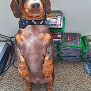 Sammy joined the competition — help win amazing prizes! dog, dachshund, pet, animal, indoor, carpet, collar, bones_pattern, gaming, xbox, game_cases, stack, brown, black, ears, floor, cables, curious, standing, expression