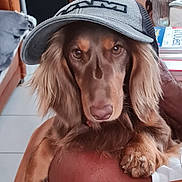 Syana participe au concours pour gagner de l'argent avec cette photo : adorable, books, brown_fur, cap, close_up, cozy, dachshund, dog, eyes, floppy_ears, hat, indoor, jar, living_room, long_haired, muzzle, paw, pet, portrait, sofa
