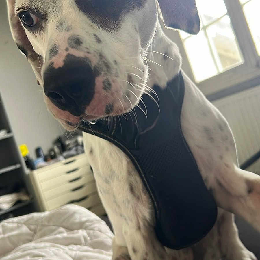 Pouic-Pouic a rejoint le concours — aidez-le/la à gagner de superbes lots ! bedding, bedroom, black_spot, close_up, curious, cute, dog, drawer, harness, indoor, natural_light, nose, paw, pet, portrait, sitting, spotted, whiskers, white_fur, window