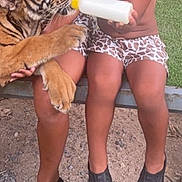 Imran participe au concours pour gagner de l'argent avec cette photo : child, tiger_cub, bottle, feeding, curly_hair, smile, outdoor, grass, dirt, shorts, footwear, animal, young, bare_chest, playful, person, cute, exotic_animal, summer, friendship