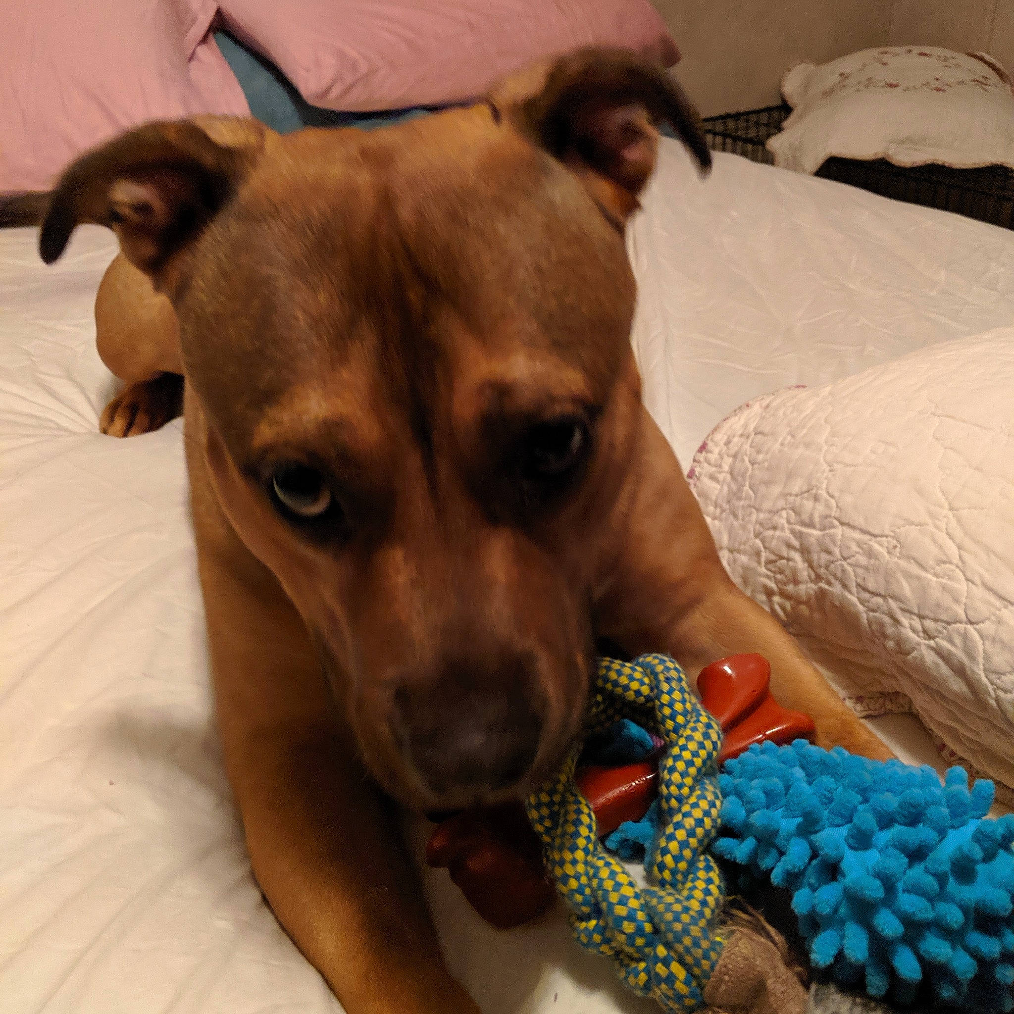 Reesee joined the competition — help win amazing prizes! canidae, carnivore, dog, dog_breed, dog_collar, dog_toy, fawn, feist, italian_greyhound, lurcher, mammal, paw, potcake_dog, puppy, rare_breed_dog, snout, toy_dog, vertebrate, whippet