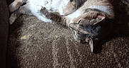 Kayla joined the competition — help win amazing prizes! blanket, brown, cat, couch, cozy, cute, decor, feline, gray, home, indoor, pattern, pet, relaxation, resting, sleeping, soft_light, sunlight, texture, white
