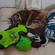 Kayla joined the competition — help win amazing prizes! animal, beige, cat, colorful, couch, cozy, curled_up, curtains, furniture, fuzzy_toy, green_toy, home, indoor, pet, pillow, relaxation, resting, sleeping, soft, toy