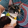 Marbles joined the competition — help win amazing prizes! animal, black, blue_shirt, calico_cat, cat, closeup, collar, cute, domestic_cat, feline, indoor, lap, orange, patterned_shirt, person, pet, sitting, whiskers, white, yellow_collar