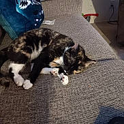 Marbles joined the competition — help win amazing prizes! animal, cat, comfort, couch, cozy, domestic, feline, fur, home, indoor, nap, paw, pet, quiet, relaxation, resting, shadow, sleeping, texture, tortoiseshell