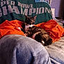 animal, blanket, blue_blanket, cat, couch, cozy, domestic, furniture, home, indoor, lamp, orange_blanket, pet, relaxing, resting, soft_lighting, throw, tortoiseshell_cat, warm, window_blinds