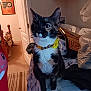 Marbles is registered to the contest to win money with this photo: animal, bed, blanket, carpet, cat, clutter, collar, curious, domestic, door, flower, fur, furniture, indoor, pet, poster, room, seated, whiskers, wood