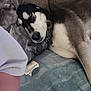 Salene is registered to the contest to win money with this photo: dog, sleeping, couch, blanket, pillow, fur, collar, indoor, resting, pet, cozy, relaxed, animal, mammal, domestic, napping, snout, chain, tag, comfort