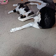 Salene joined the competition — help win amazing prizes! dog, cat, carpet, indoor, pet_toys, playful, animal_interaction, furniture, scratching_post, bowl, floor, black_and_white_dog, calico_cat, collar, home, living_room, toy, pet, playing, blurred_motion