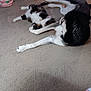 animal_interaction, black_and_white_dog, blurred_motion, bowl, calico_cat, carpet, cat, collar, dog, floor, furniture, home, indoor, living_room, pet, pet_toys, playful, playing, scratching_post, toy