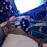 blanket, can, christmas_tree, comfort, couch, cushion, decorations, dog, electronics, foot, glass, holiday, indoor, leg, living_room, person, pillow, relaxing, table, television