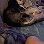 blanket, canine, cardboard_box, comfort, couch, dog, domestic_animal, fur, home, human_knee, indoor, living_room, pet, pillow, relaxing, resting, sleeping, stuffed_toys, television, toy_shelf