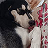 animal, black_and_white, blanket, christmas_lights, closeup, comfort, cozy, cute, decor, dog, fur, holiday, indoor, paw, pet, pillow, relaxed, resting, sleeping, tongue