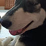 Salene is registered to the contest to win money with this photo: dog, husky, close_up, indoor, pet, animal, tongue_out, black_and_white, fur, face, muzzle, resting, happy, canine, domestic_animal, companion, portrait, household, relaxed, furniture