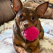 Sugie joined the competition — help win amazing prizes! dog, small_dog, toy, pink_ball, ears, pet, indoor, blanket, couch, pillow, flower, playful, brown_dog, lying_down, close_up, animal, cute, domestic_animal, looking_at_camera, cozy