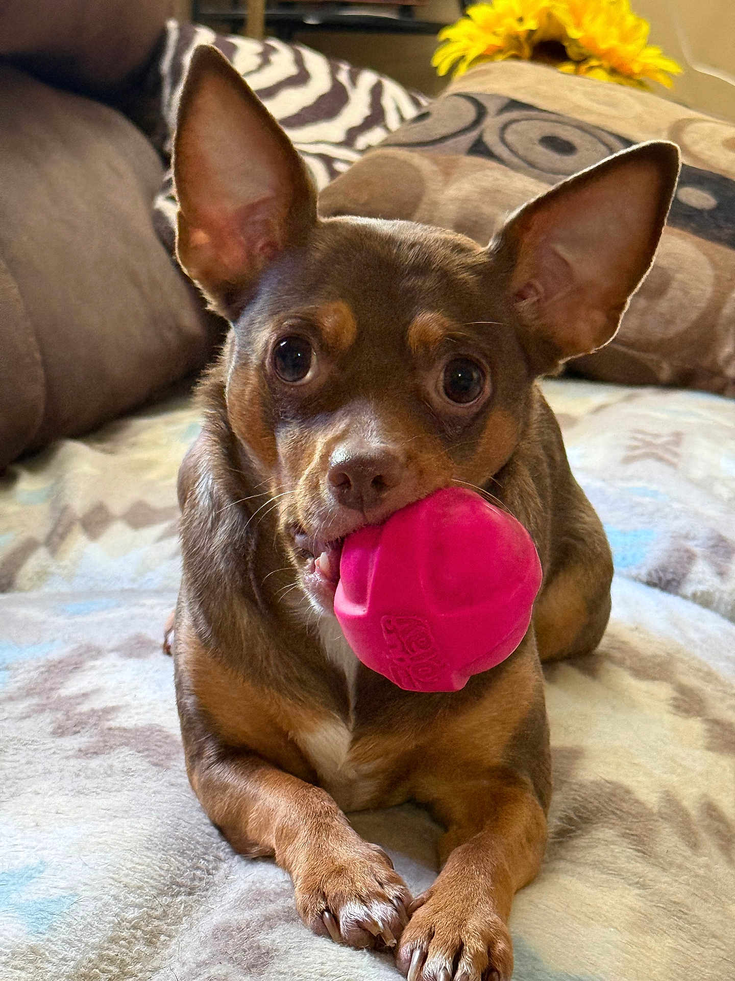 Sugie joined the competition — help win amazing prizes! dog, small_dog, toy, pink_ball, ears, pet, indoor, blanket, couch, pillow, flower, playful, brown_dog, lying_down, close_up, animal, cute, domestic_animal, looking_at_camera, cozy