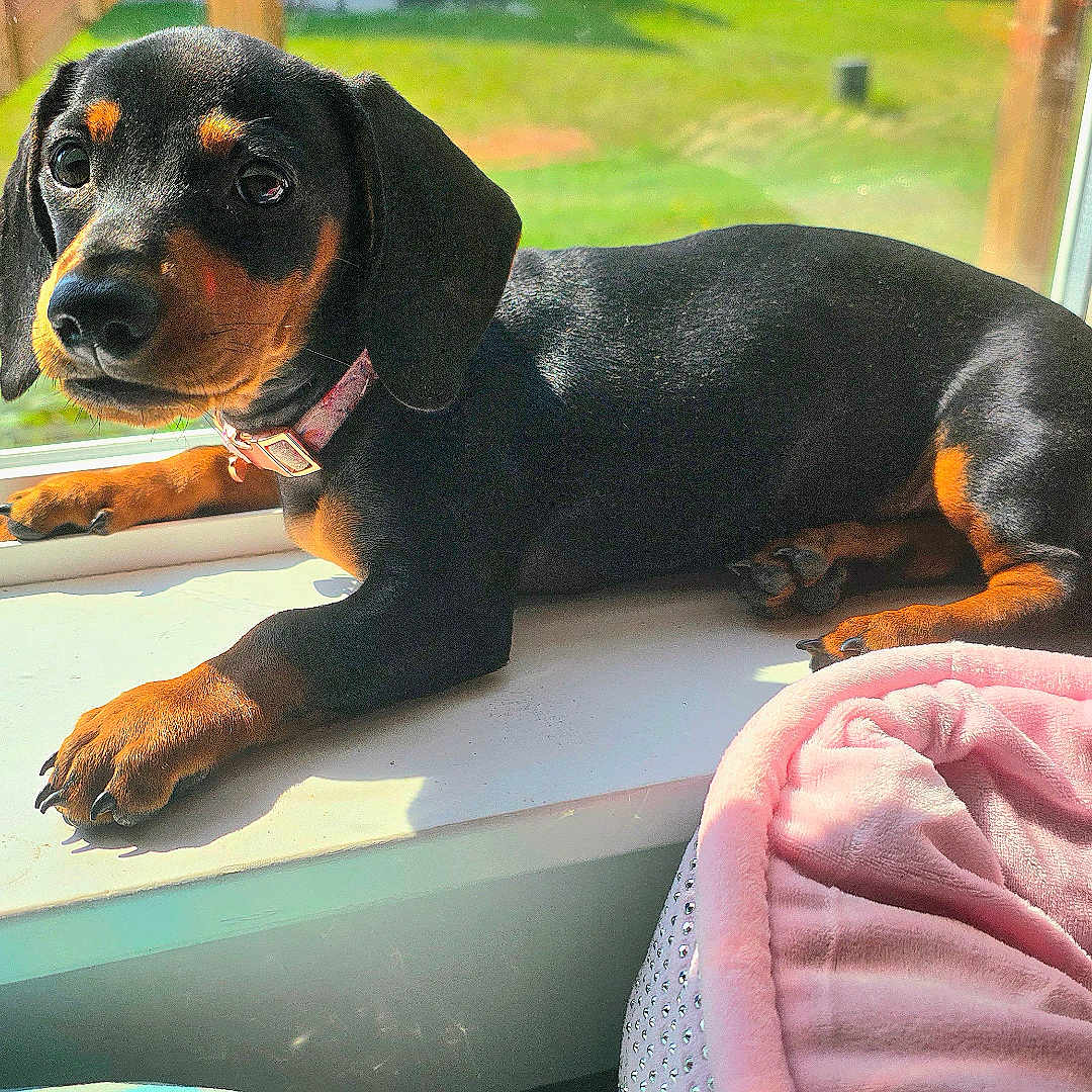 Lula Mae is registered to the contest to win money with this photo: animal, beagle, blanket, bulldog, canine, chihuahua, cockerspaniel, dog, grass, homedecor, hound, labradorretriever, laundry, linen, pet, plant, puppy, snout, window, windowsill