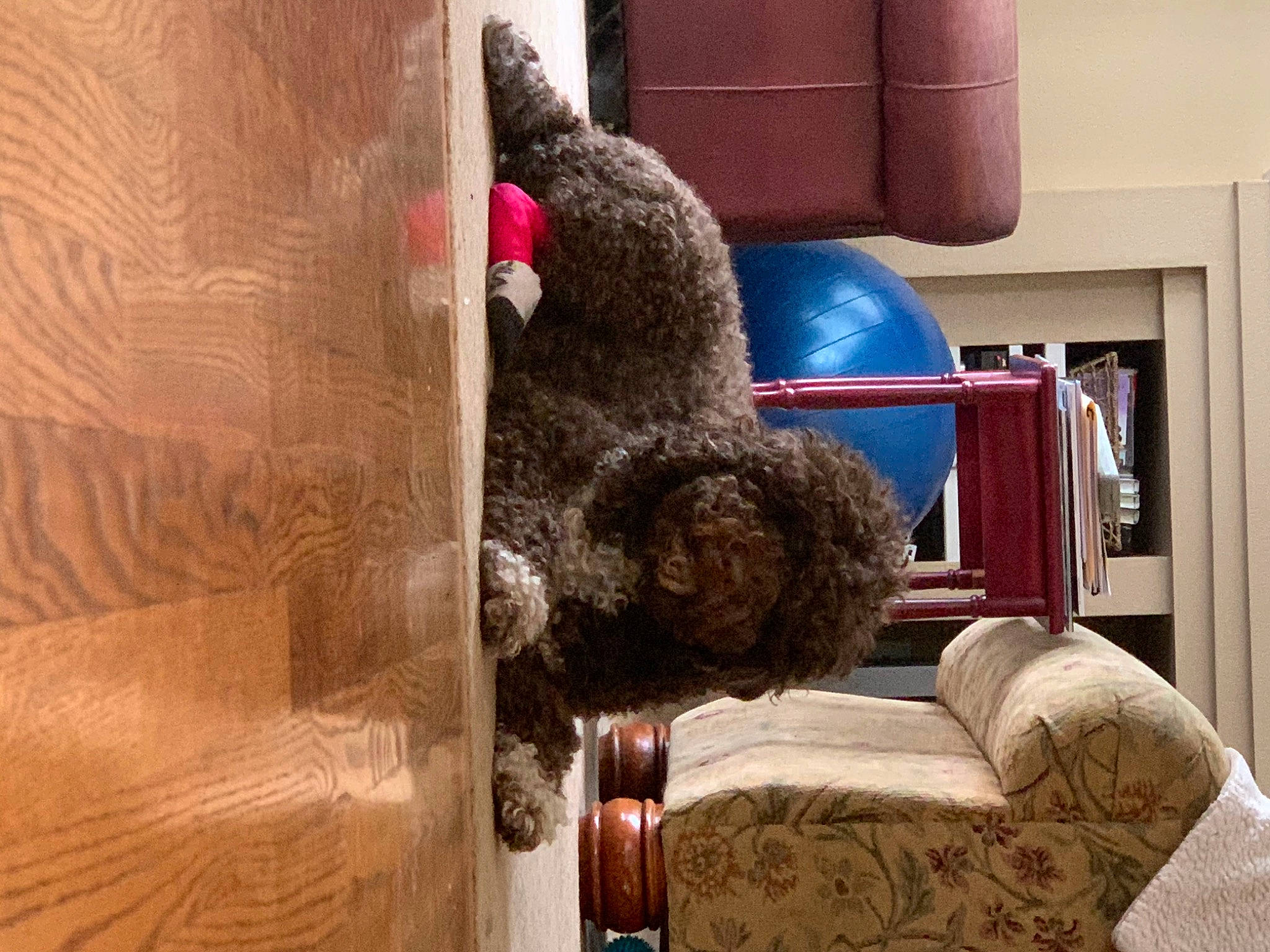 Coffee Bean joined the competition — help win amazing prizes! bookcase, carmine, comfort, couch, flooring, fur, hardwood, living_room, magenta, plush, red, room, shelf, shelving, stuffed_toy, teddy_bear, textile, toy, wood, wool