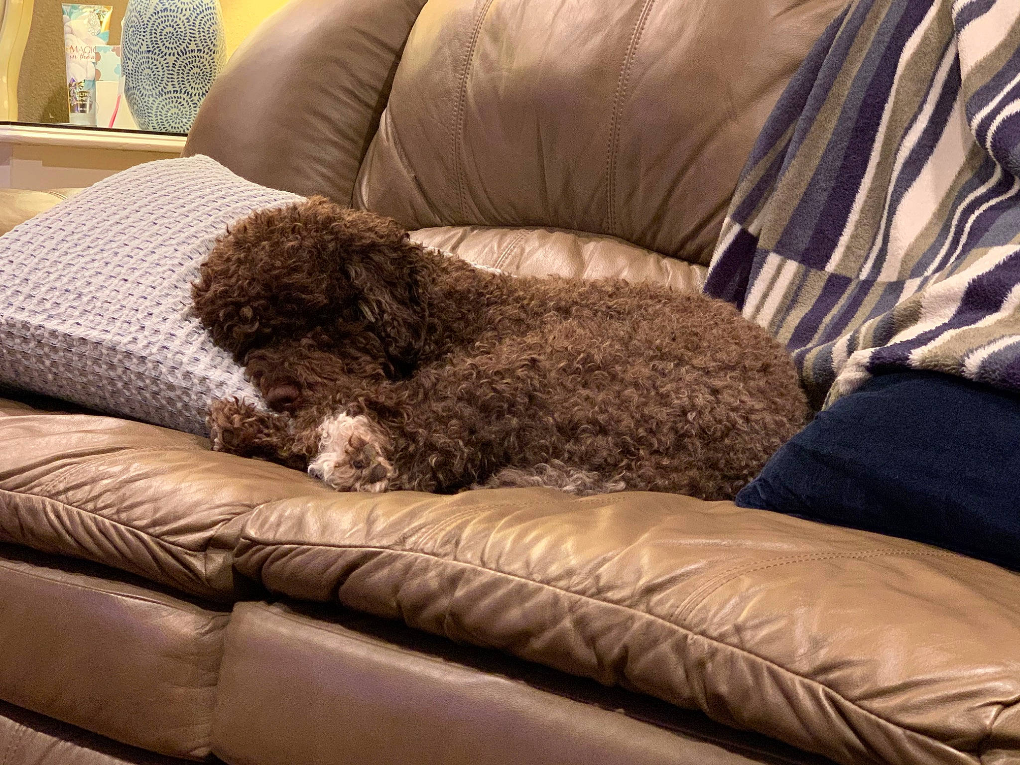 Coffee Bean joined the competition — help win amazing prizes! armrest, canidae, car_seat, carnivore, chair, cloud, comfort, companion_dog, couch, dog, dog_breed, fur, human_leg, liver, living_room, room, sofa_bed, sporting_group, studio_couch, tints_and_shades