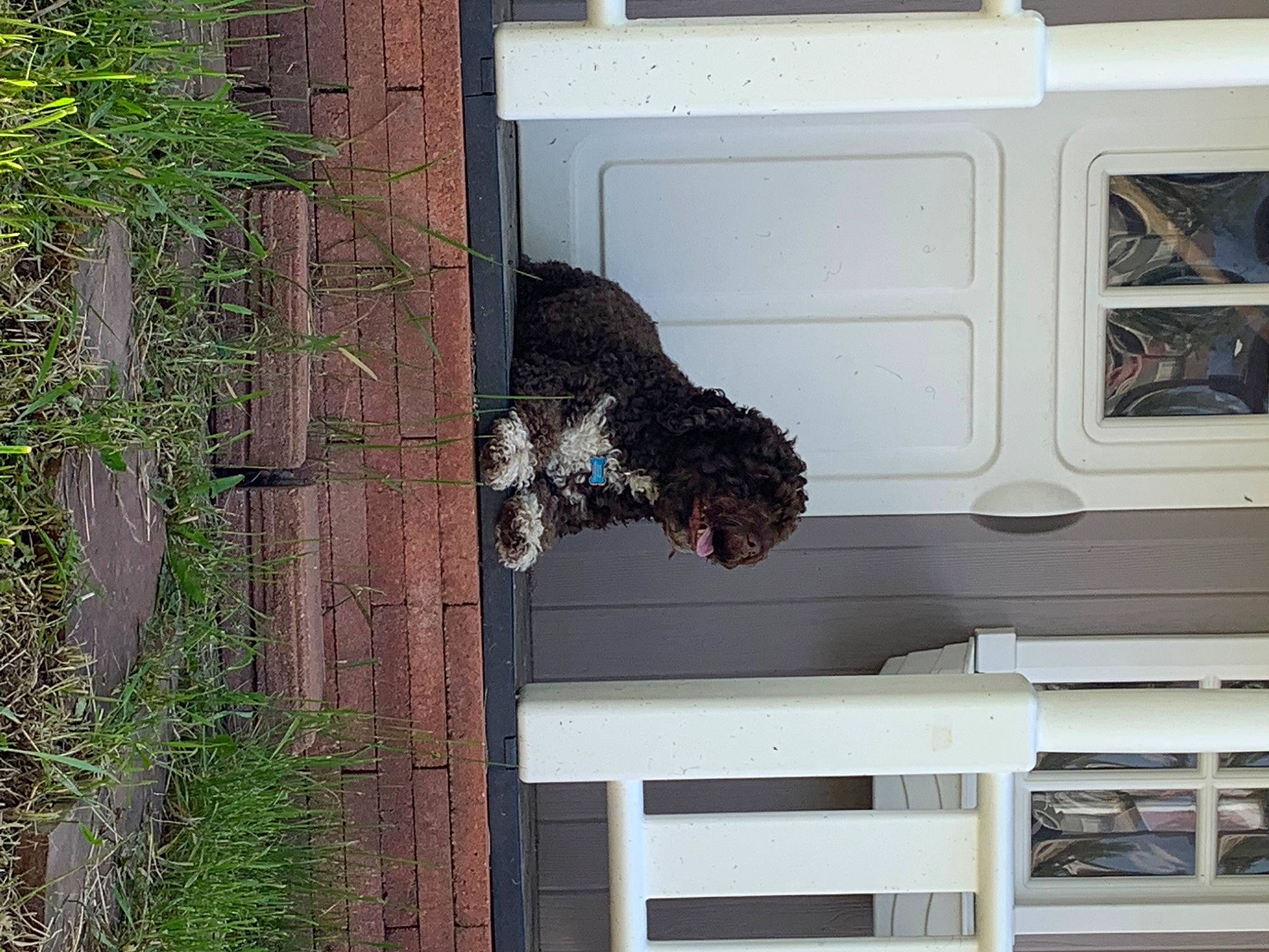 Coffee Bean is registered to the contest to win money with this photo: carnivore, dog_breed, door, fur, home_door, house, plant, room, shrub, sporting_group, tree, water_dog, window, wood