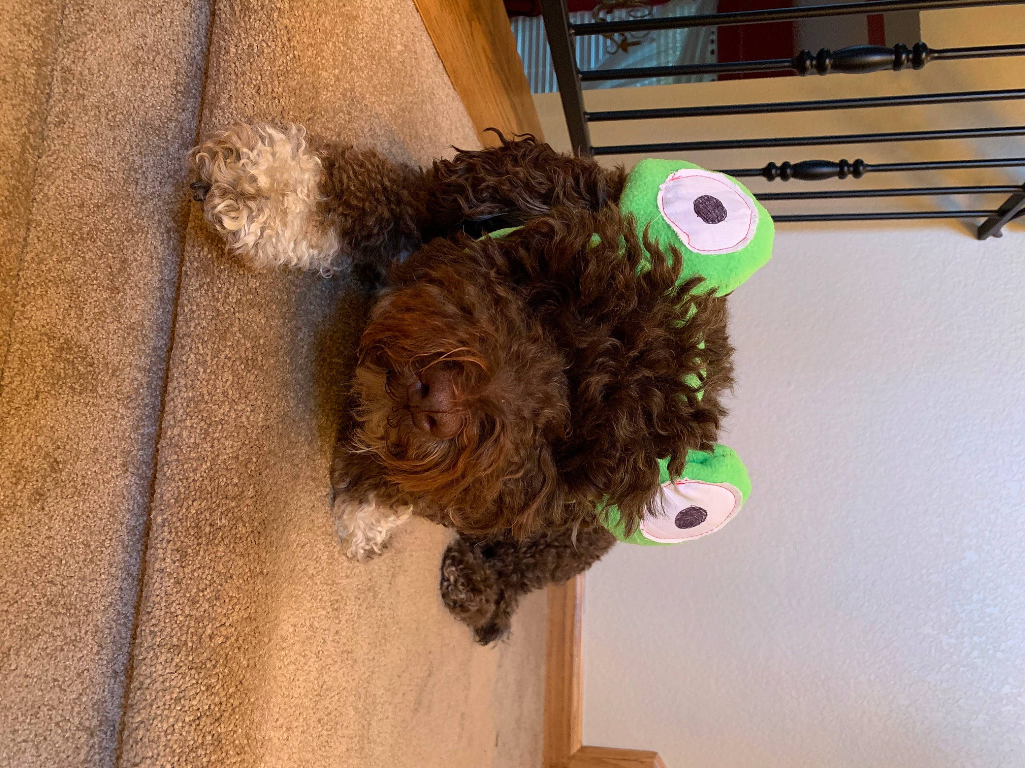 Coffee Bean is registered to the contest to win money with this photo: canidae, carnivore, companion_dog, dog, dog_breed, fur, labradoodle, liver, murray_river_curly_coated_retriever, natural_material, non_sporting_group, pet_supply, room, sporting_group, toy, toy_dog, water_dog, wood, working_animal