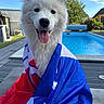 Avana a rejoint le concours — aidez-le/la à gagner de superbes lots ! dog, white_dog, flag, patriotic, pool, outdoor, sunny, blue_sky, clouds, happy, tongue_out, fluffy, pet, summer, backyard, wooden_deck, smiling, canine, closeup, animal