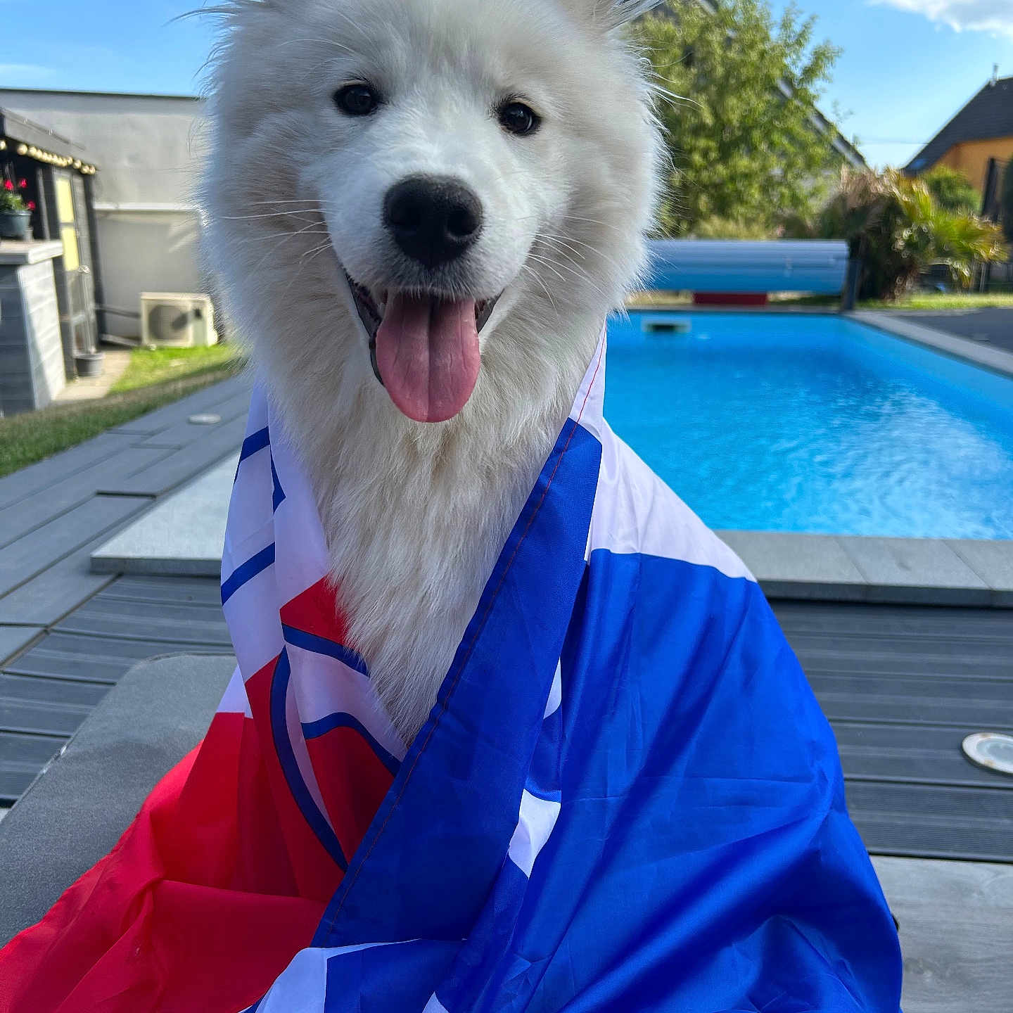 Avana a rejoint le concours — aidez-le/la à gagner de superbes lots ! dog, white_dog, flag, patriotic, pool, outdoor, sunny, blue_sky, clouds, happy, tongue_out, fluffy, pet, summer, backyard, wooden_deck, smiling, canine, closeup, animal