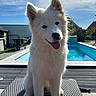 dog, white_dog, happy, tongue_out, outdoor, sunlight, pool, blue_sky, house, garden, fence, chair, pet, fluffy, ears, smiling, summer, daytime, backyard, animal