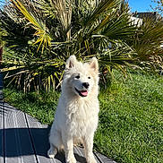 Avana a rejoint le concours — aidez-le/la à gagner de superbes lots ! dog, white_dog, fluffy, sitting, outdoor, grass, plant, palm, sunlight, blue_sky, garden, deck, happy, pet, nature, canine, summer, daylight, smiling, domestic_animal