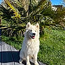 dog, white_dog, fluffy, sitting, outdoor, grass, plant, palm, sunlight, blue_sky, garden, deck, happy, pet, nature, canine, summer, daylight, smiling, domestic_animal