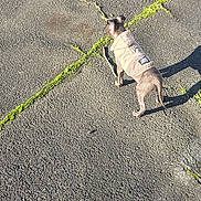 Alba participe au concours pour gagner de l'argent avec cette photo : animal, asphalt, canine, cracks, daytime, dog, ground, jacket, moss, nature, outdoor, pet, puppy, shadow, side_view, small_dog, sunlight, texture, walking, wearing_clothes