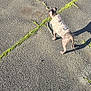 animal, asphalt, canine, cracks, daytime, dog, ground, jacket, moss, nature, outdoor, pet, puppy, shadow, side_view, small_dog, sunlight, texture, walking, wearing_clothes