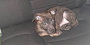 Alba participe au concours pour gagner de l'argent avec cette photo : animal, backseat, brindle, car_interior, car_seat, curious, cute, dog, ears, flash, fur, indoor, looking_up, paw, pet, puppy, resting, seatbelt, small, young_dog