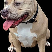 Vicky a rejoint le concours — aidez-le/la à gagner de superbes lots ! dog, pit_bull, portrait, sitting, black_background, collar, tongue, open_mouth, upright_ears, white_chest, short_hair, tan_fur, wrinkled_face, pet, canine, animal, front_view, isolated, studio_cutout, happy