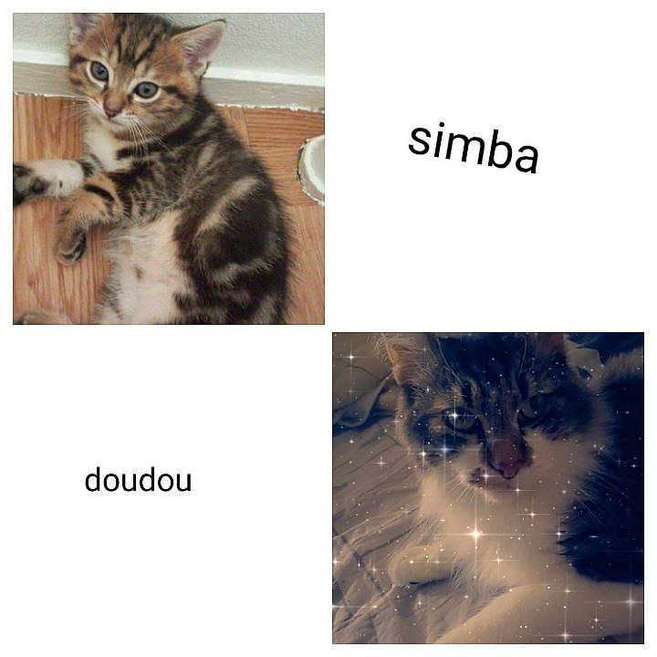 Doudou Et Simba a rejoint le concours — aidez-le/la à gagner de superbes lots ! carnivore, cat, comfort, eyelash, felidae, font, fur, happy, organism, pattern, paw, photo_caption, small_to_medium_sized_cats, tail, terrestrial_animal, whiskers, wildlife