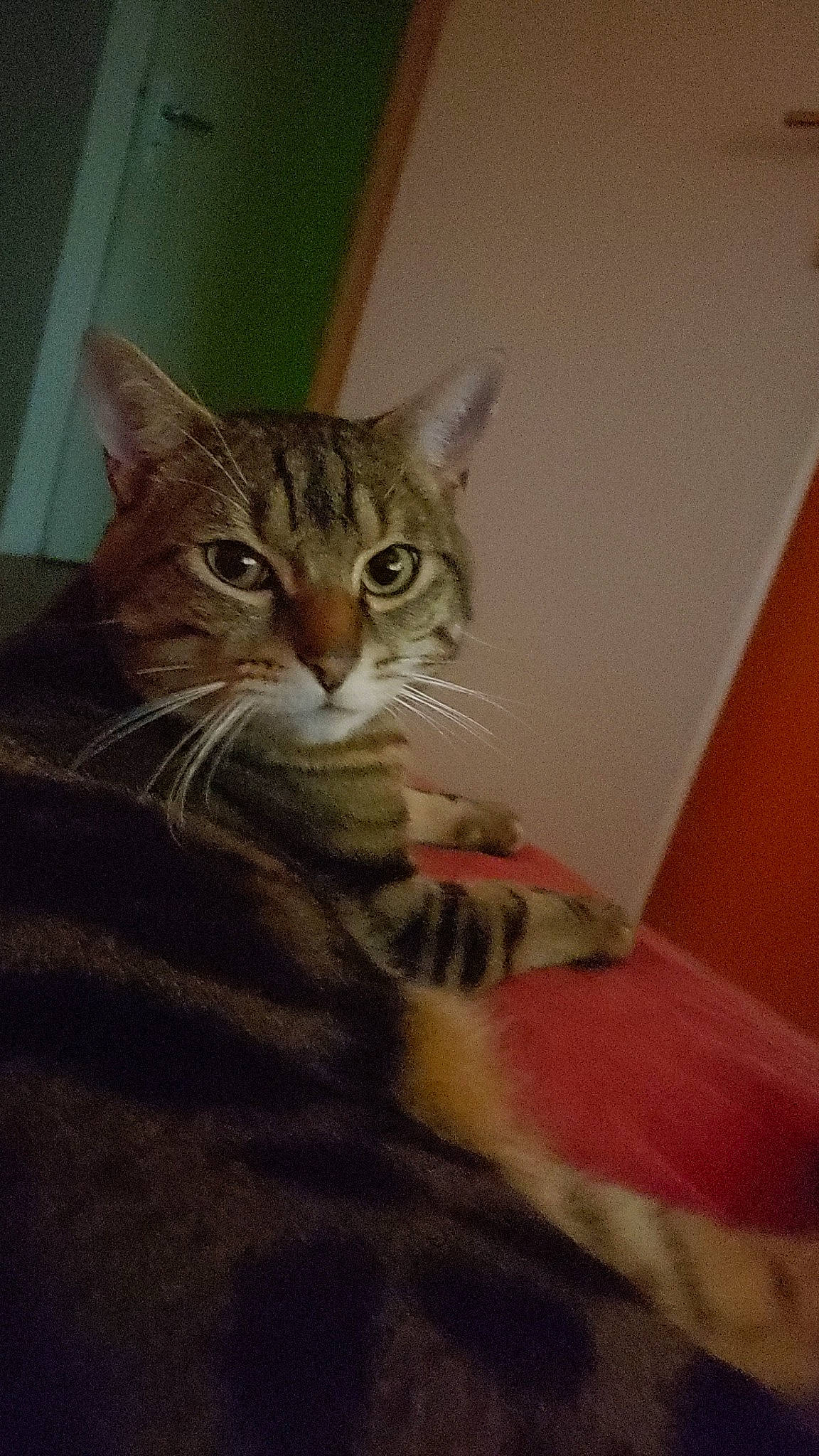 Simba participe au concours pour gagner de l'argent avec cette photo : carnivore, cat, comfort, domestic_short_haired_cat, door, felidae, fur, small_to_medium_sized_cats, snout, terrestrial_animal, whiskers