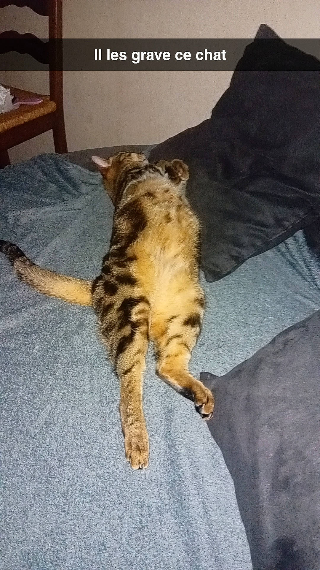 Simba participe au concours pour gagner de l'argent avec cette photo : box, canidae, carnivore, cat, claw, comfort, domestic_short_haired_cat, felidae, flooring, fur, hardwood, nap, paw, photo_caption, room, small_to_medium_sized_cats, tail, terrestrial_animal, whiskers, wood