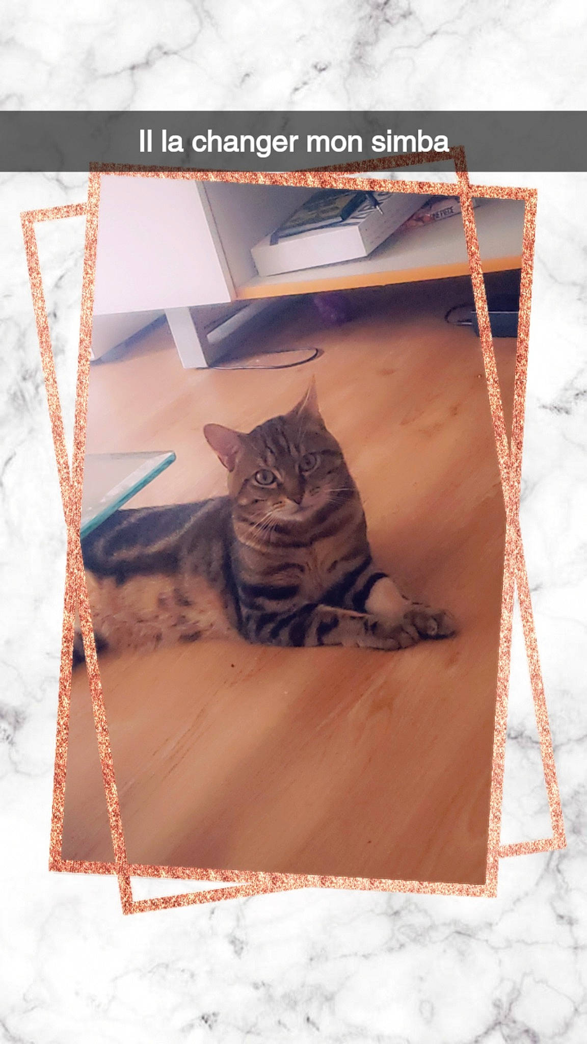 Simba participe au concours pour gagner de l'argent avec cette photo : art, bag, brown, carnivore, cat, felidae, font, fur, linens, magenta, mammal, pattern, rectangle, room, screenshot, small_to_medium_sized_cats, textile, vertebrate, whiskers, wood