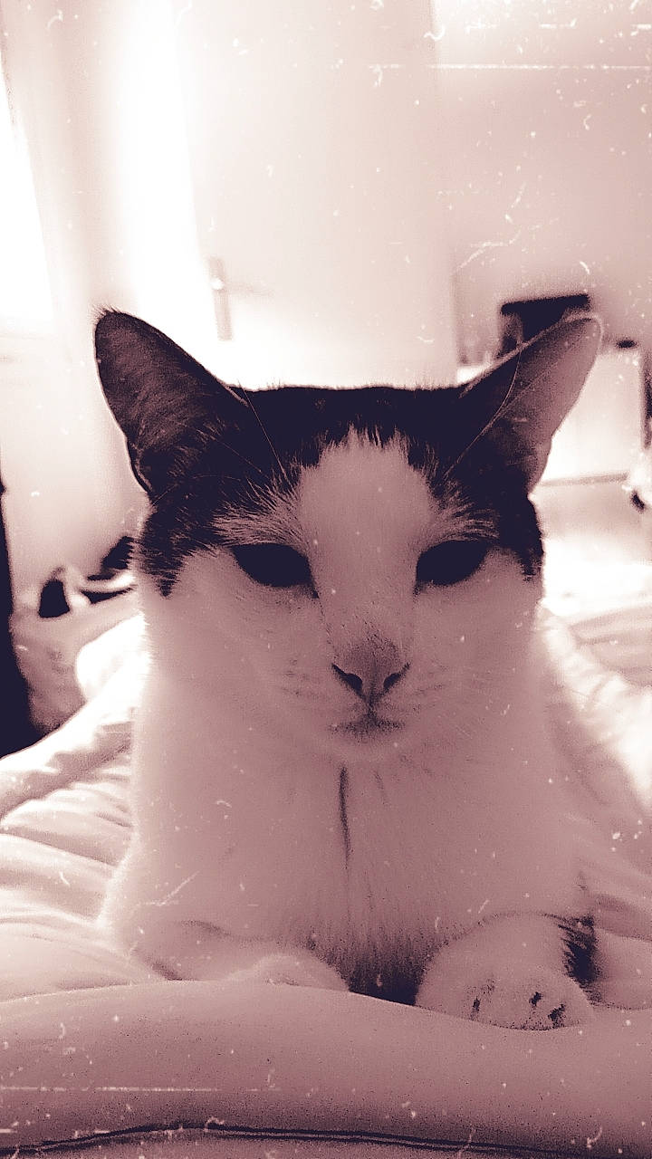 Gribouille participe au concours pour gagner de l'argent avec cette photo : carnivore, cat, comfort, ear, eye, eyelash, felidae, fur, head, monochrome, monochrome_photography, small_to_medium_sized_cats, snout, terrestrial_animal, whiskers, window