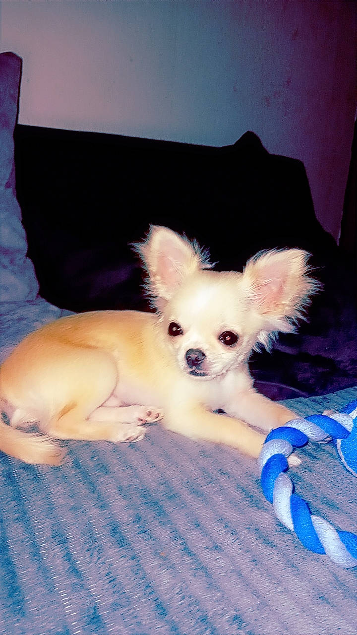 Pitch participe au concours pour gagner de l'argent avec cette photo : bed, canidae, carnivore, chihuahua, comfort, companion_dog, dog, dog_breed, dog_supply, ear, eye, fawn, hair, head, snout, sporting_group, tail, toy_dog, whiskers, wing