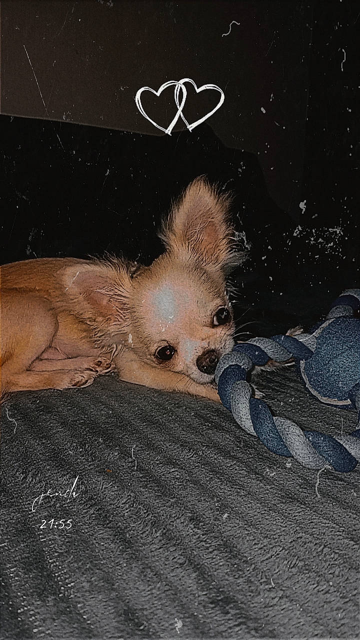 Pitch a rejoint le concours — aidez-le/la à gagner de superbes lots ! art, cat, claw, darkness, fawn, felidae, font, fur, gesture, pattern, paw, photo_caption, small_to_medium_sized_cats, snout, stuffed_toy, tail, teddy_bear, terrestrial_animal, toy, whiskers