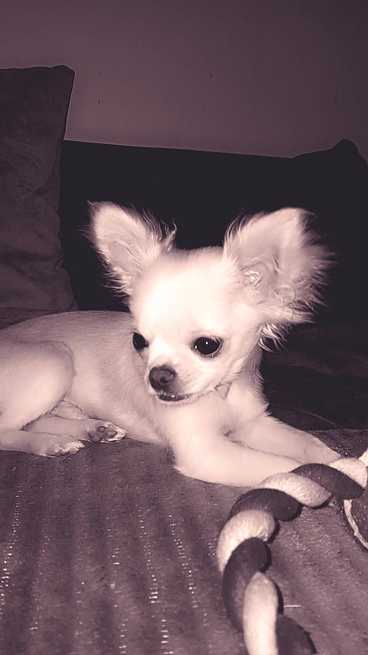 Pitch participe au concours pour gagner de l'argent avec cette photo : canidae, carnivore, chihuahua, comfort, companion_dog, darkness, dog, dog_breed, dog_supply, ear, eye, fawn, fur, head, human_body, russkiy_toy, snout, toy_dog, whiskers, working_animal