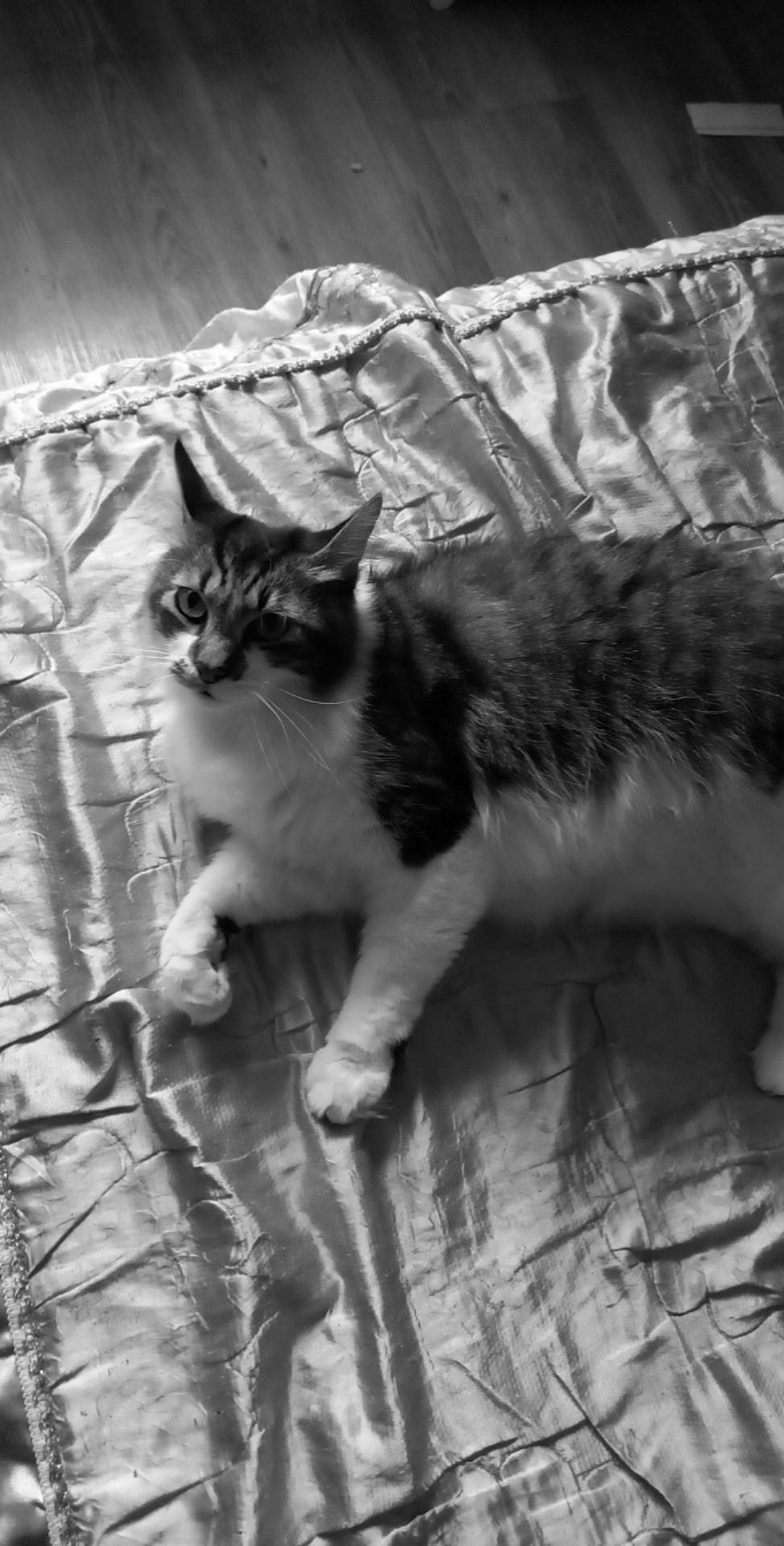 Doudou participe au concours pour gagner de l'argent avec cette photo : black_and_white, carnivore, cat, domestic_short_haired_cat, felidae, fur, grass, grey, human_leg, mammal, monochrome, monochrome_photography, paw, small_to_medium_sized_cats, snout, style, tail, terrestrial_animal, whiskers, wood