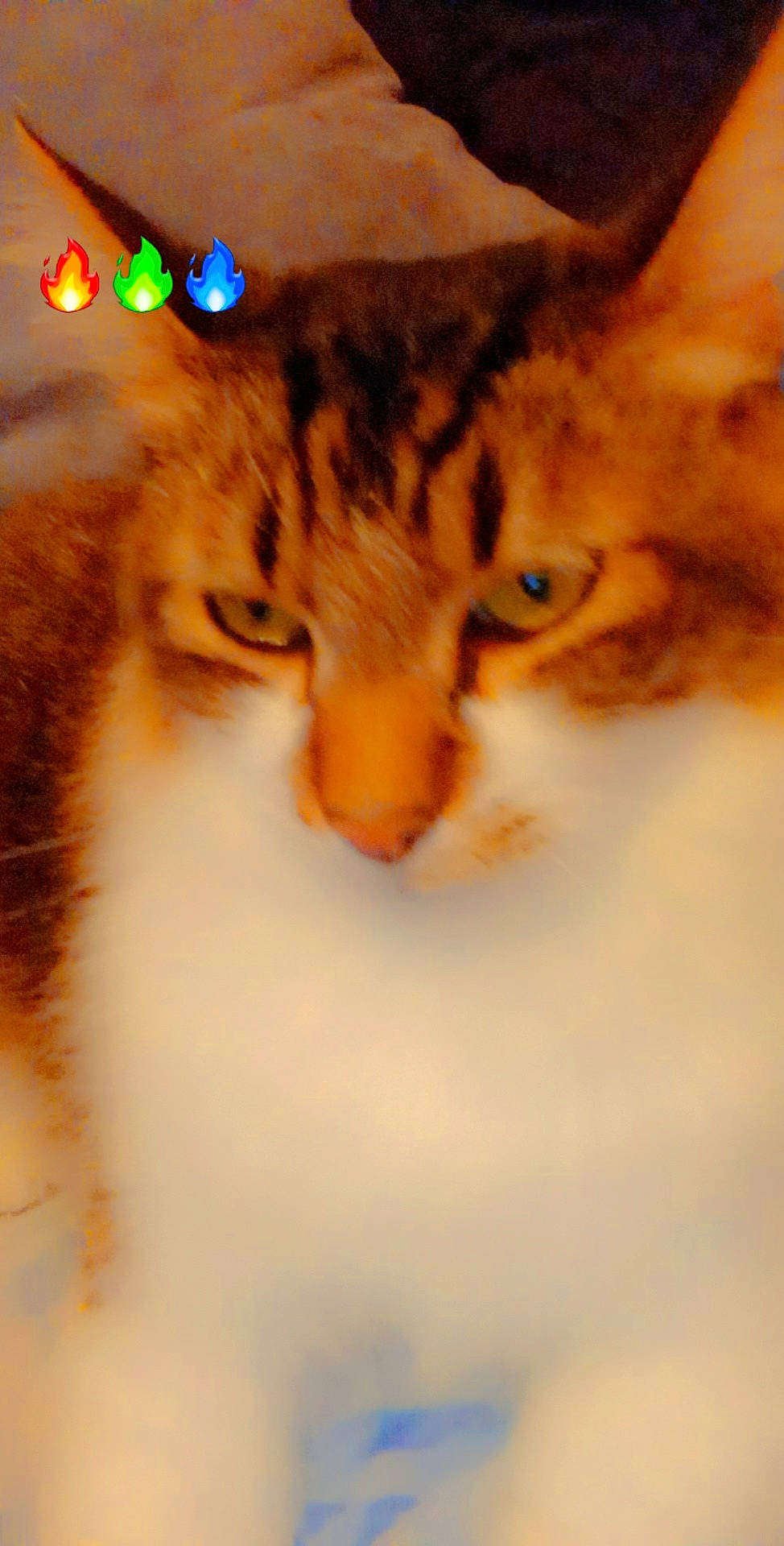 Doudou a rejoint le concours — aidez-le/la à gagner de superbes lots ! carnivore, cat, claw, domestic_short_haired_cat, event, felidae, fur, paw, small_to_medium_sized_cats, snout, tail, whiskers, wildlife, winter