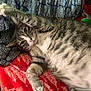 cat, tabby, pet, animal, indoor, relaxed, paw, blanket, pattern, fur, cute, sleepy, cozy, feline, whiskers, striped, resting, closeup, comfort, household