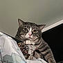 Max joined the competition — help win amazing prizes! cat, gray_tabby, paw, blanket, indoor, feline, curious, whiskers, striped, ears, fur, animal, pet, relaxed, lying_down, wide_eyes, pink_nose, closeup, portrait, resting
