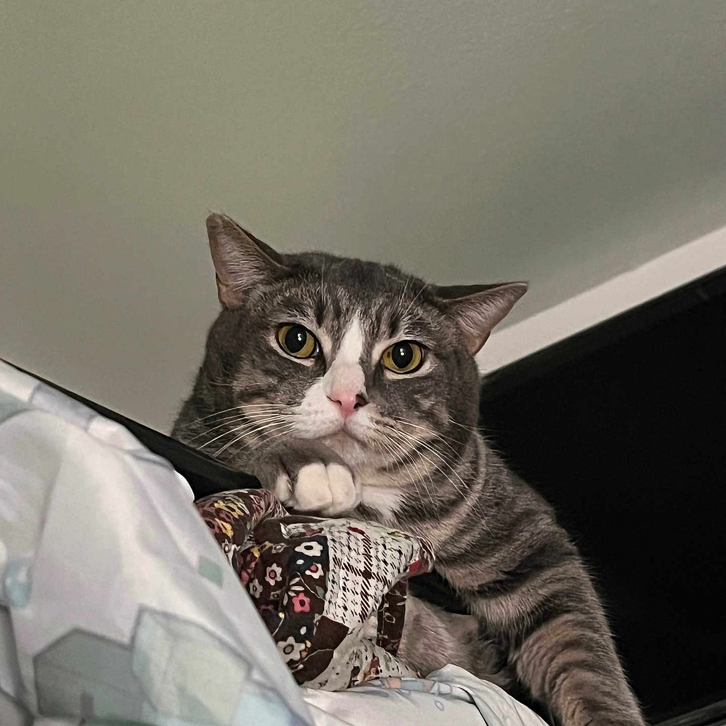 Max joined the competition — help win amazing prizes! animal, blanket, cat, closeup, curious, ears, feline, fur, gray_tabby, indoor, lying_down, paw, pet, pink_nose, portrait, relaxed, resting, striped, whiskers, wide_eyes