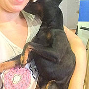 Nikka participe au concours pour gagner de l'argent avec cette photo : australian_kelpie, canidae, carnivore, companion_dog, dobermann, dog, dog_breed, ear, english_toy_terrier, guard_dog, hand, manchester_terrier, miniature_pinscher, non_sporting_group, pinscher, prazsky_krysarik, selfie, skin, toy_dog, toy_manchester_terrier