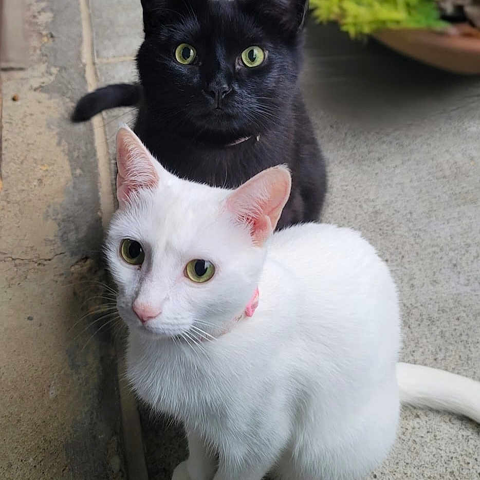 Najya And Nube joined the competition — help win amazing prizes! angora, animal, blackcat, cat, flower, grass, herbal, herbs, jar, kitten, manx, pet, plant, planter, pottedplant, pottery, slate, soil, tree, vase